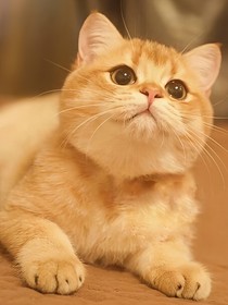 （猫子）人格化