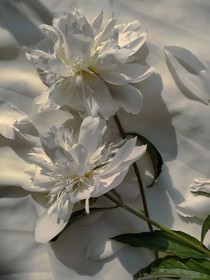 马马虎虎