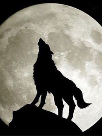 野性的神秘呼唤——d399