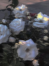 玫瑰信箋