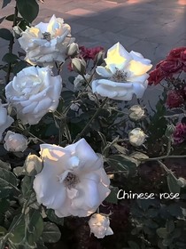 小小的滿足