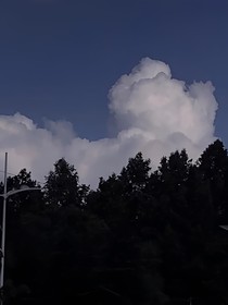 惜別柏