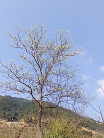篱院生栀