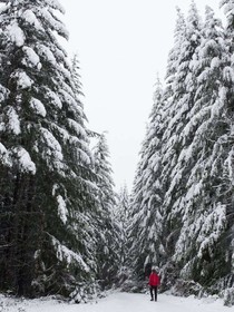 雪原的呼喊