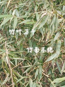 竹葉萬千，竹影不絕