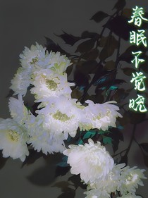 春眠不觉晓——记那年