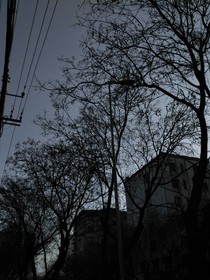 梧桐叶落