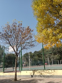 伊人醉玲珑