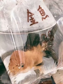 糟糕！別喜歡我！