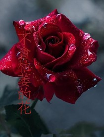 不会枯萎的花