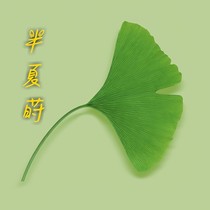 半夏莳