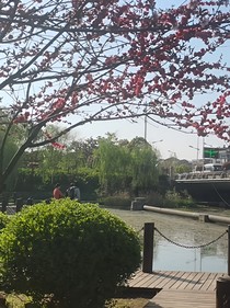 南冥有魚，其名為星