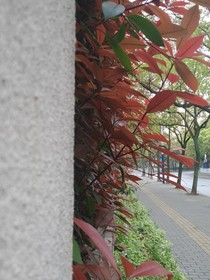 山辰醉