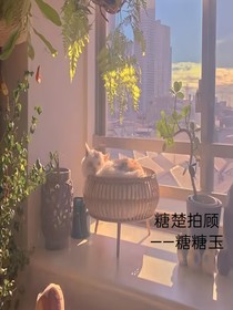 糖楚排顧