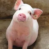 我是jo家人