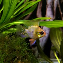我是一只魚(yú)