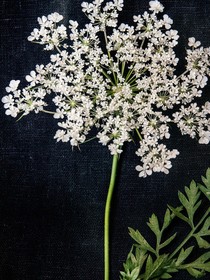 我和坠云海写文了