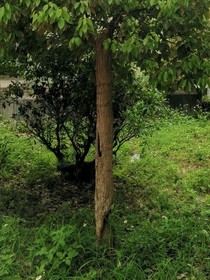 盛夏与鸣蝉