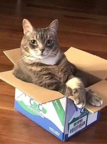 箱子里的猫