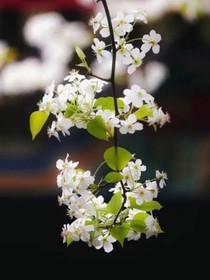 十里红装