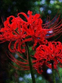 在那一刻，彼岸花开
