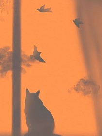 明知故犯
