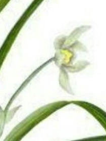 插花