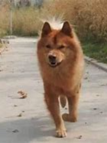 狗界至尊