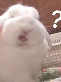 沙雕本