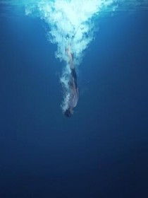 藏于深海