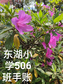 东湖小学506手账