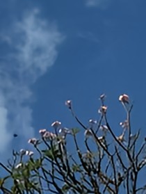 辰星銘記