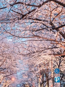 桃花一天比一天旺