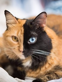成为德云社的猫