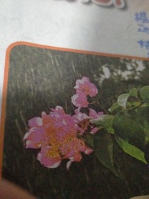 怪物大师之彼岸花