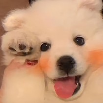我家小兔子野的很