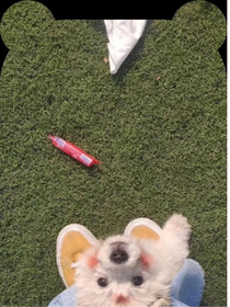 暗恋是欢喜的