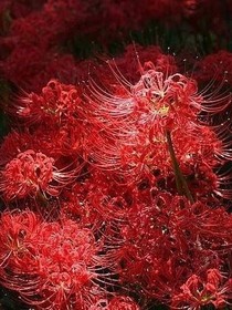 彼岸花鬼