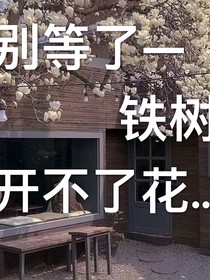 别等了铁树开不了花