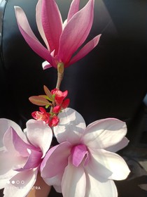 玉楼春意浓
