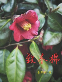 致木棉
