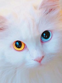 凡尘有你