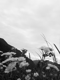 紫色花釀
