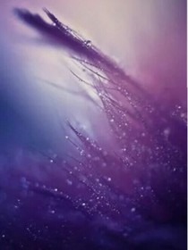 風(fēng)起時，霧散去