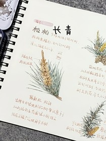 松柏长青