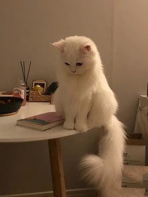 少女的貓咪們