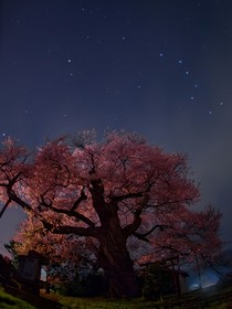 鯨落……星起——