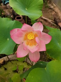 茶伴酒道逍遥