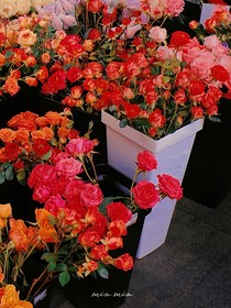 白日夢合集