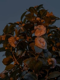 德雲(yún)社：梧桐月堂